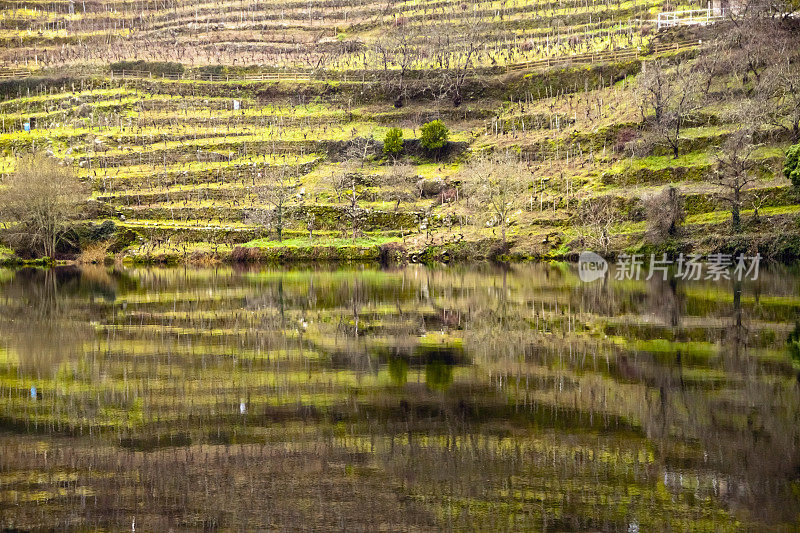 葡萄园在梯田反映，Ribeira Sacra，加利西亚，西班牙。